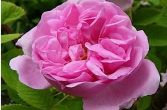 Autumn Damask Antique Rose Flower Remedy