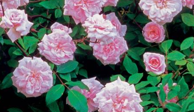 Cecil Brunner Antique Rose Remedy