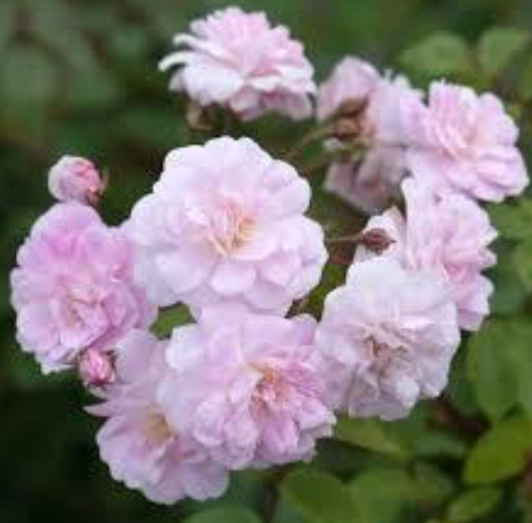 Champney's Pink Cluster Antique Rose Remedy