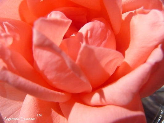 Soft Pink Rose Flower Essence