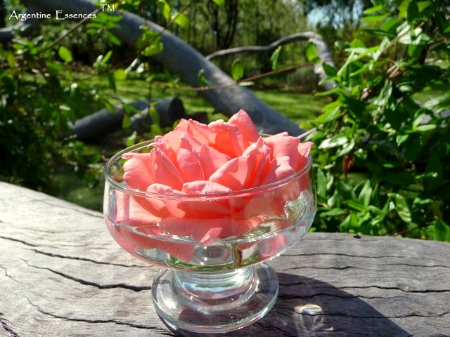 Soft Pink Rose Flower Remedy