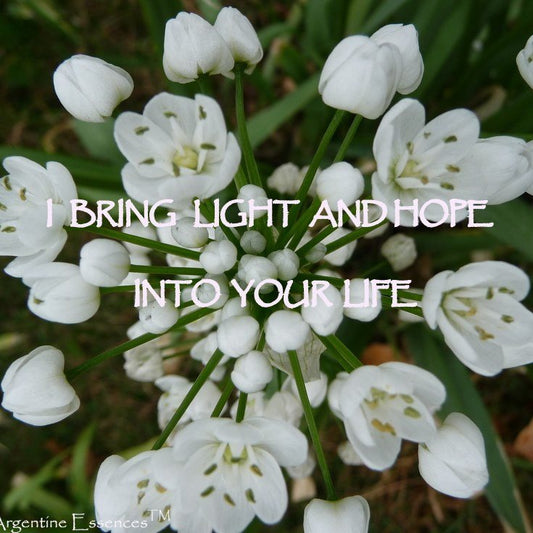 Star of Bethlehem Flower Remedy