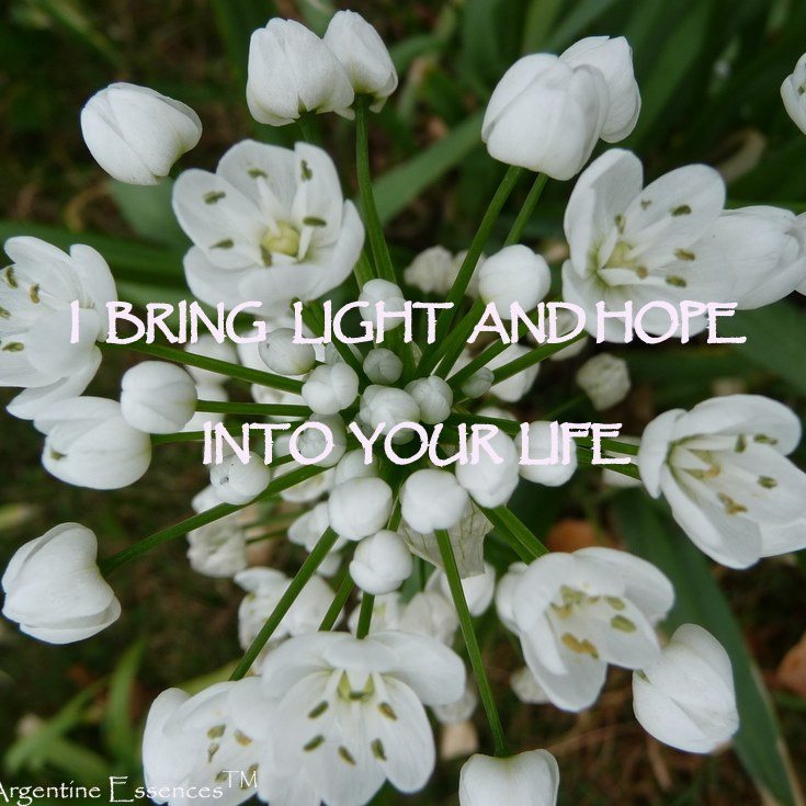 Star of Bethlehem Flower Remedy