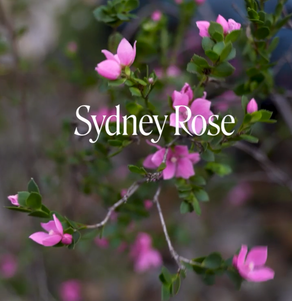 Sydney Rose Flower Essence Remedy | Australian Bush Flower Essences