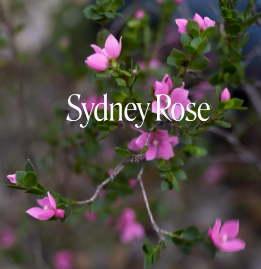 Sydney Rose Flower Essence Remedy | Australian Bush Flower Essences