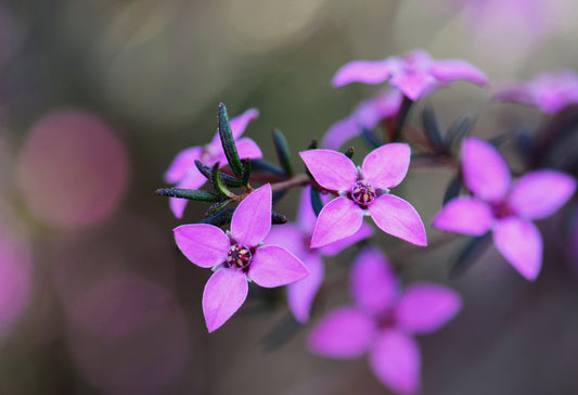 Sydney Rose Flower Essence