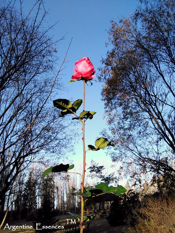 Tall Pink Rose Flower Remedy