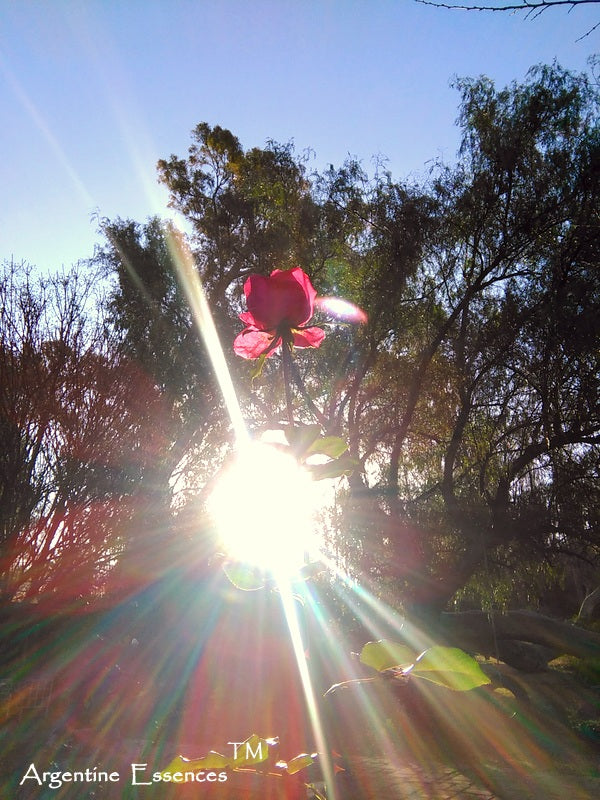 Tall Pink Rose Flower Remedy