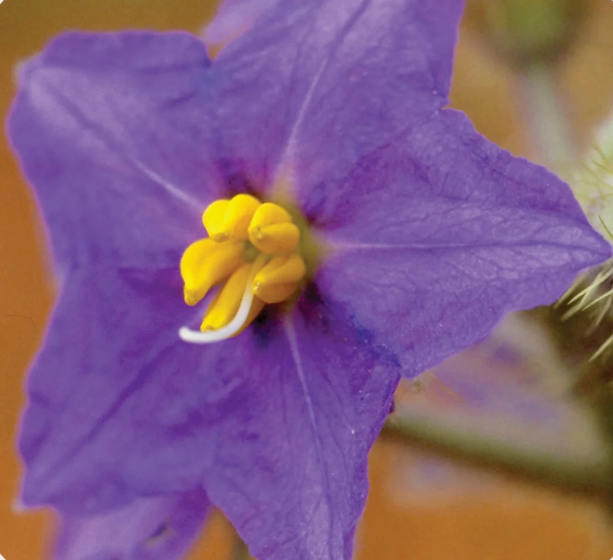 Wild Potatoe Bush Flower  Essence Remedy