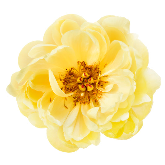 Tall Yellow Top Flower Essence