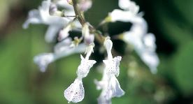 abundance flower essence