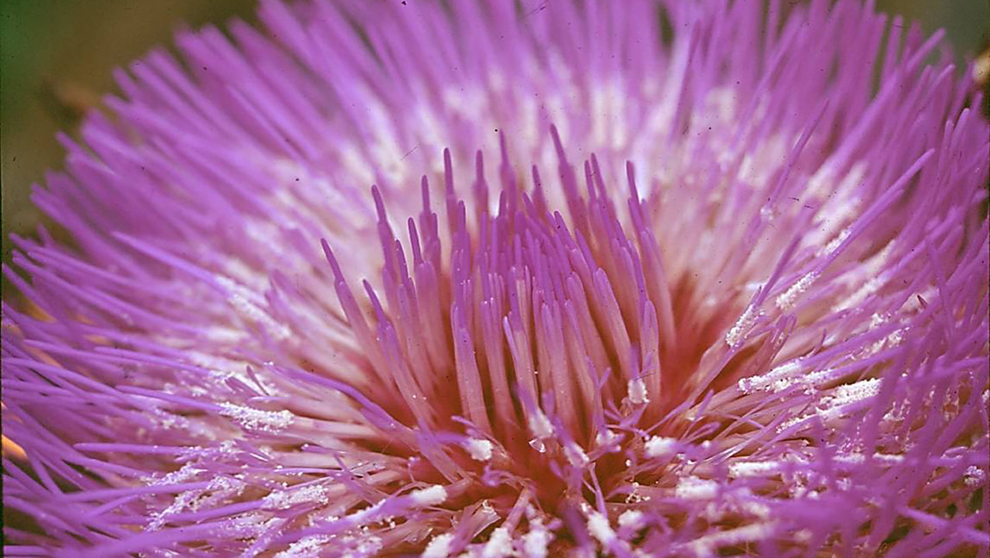 Alcachofra Flower Essence Remedy