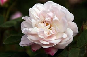 Alfredo De Damas Flower Essence