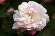 Load image into Gallery viewer, Alfredo De Damas Flower Essence
