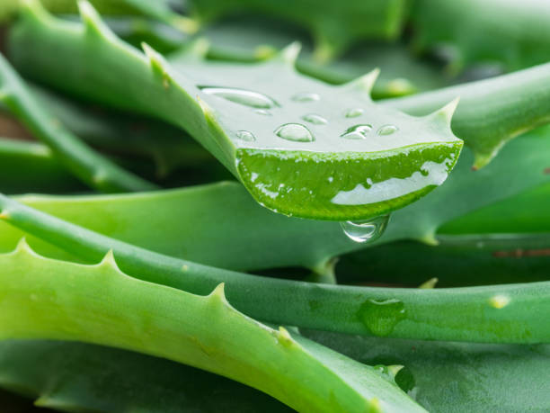 Aloe Vera Flower Essence by Argentine Essences