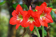 Load image into Gallery viewer, Amaryllis Flower Essence
