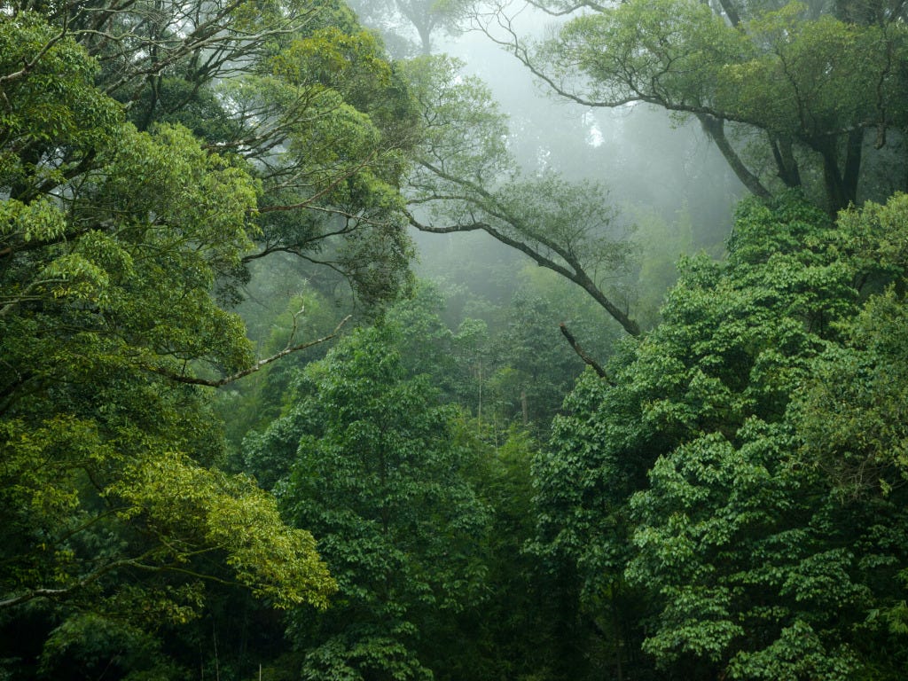 Amazon Forrest Environmental Essence