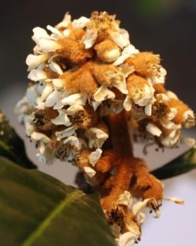Ameixa (Plum)  Flower Remedy