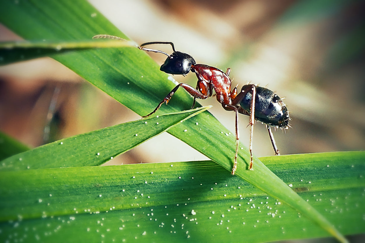 Ant Essence Vibrational Remedy