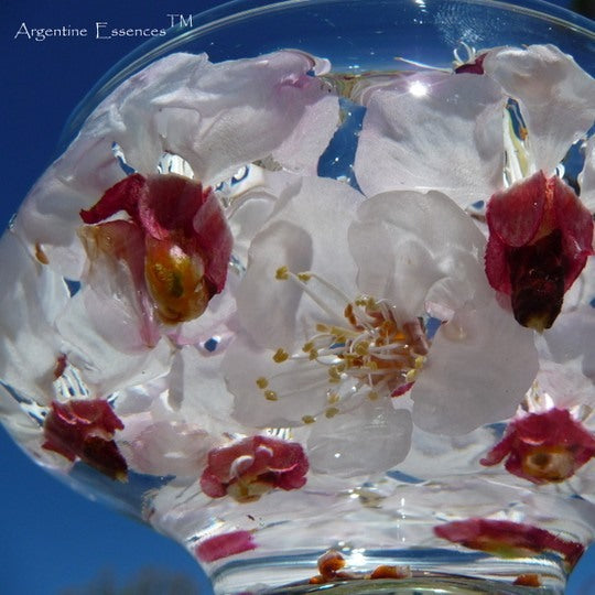 Apricot Flower Remedy