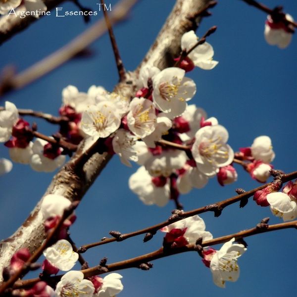Apricot Flower Remedy