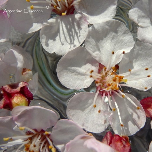 Apricot Flower Remedy