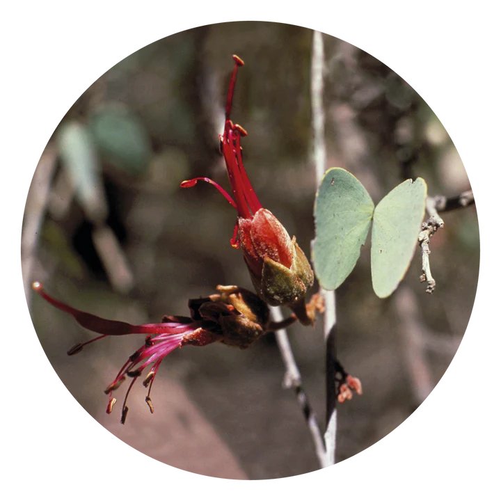 Bauhinia - Flower Essence