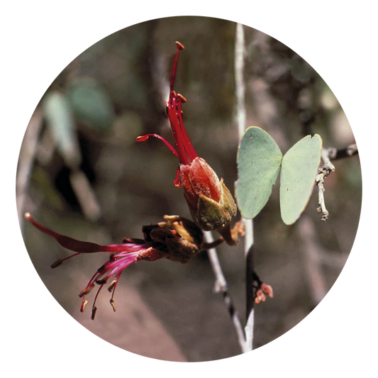 Bauhinia - Flower Essence