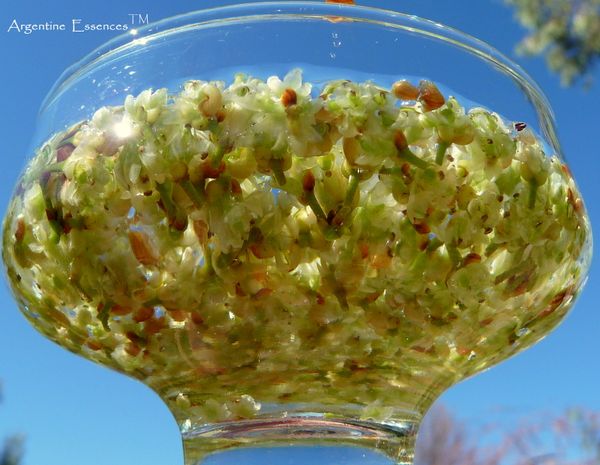 Bay Flower Essence Remedy