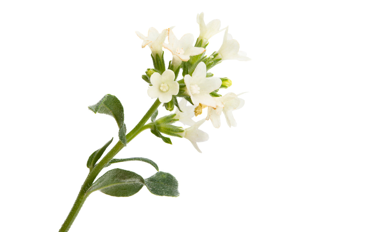 Bay Flower Essence