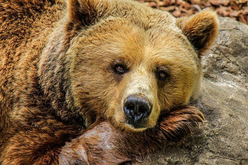 Bear Vibrational Essence | Argentine Essences