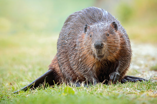 Beaver Essence Vibrational Remedy