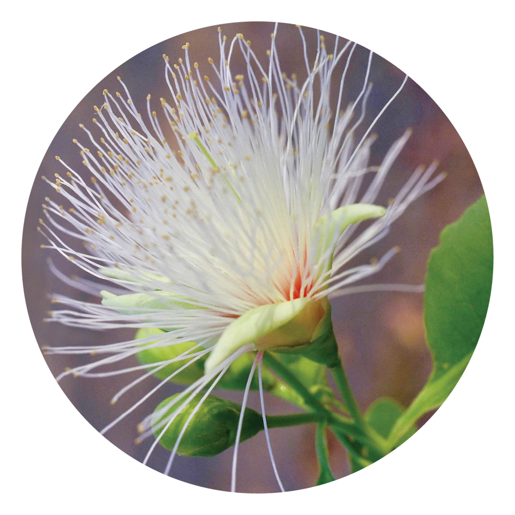 Billy Goat Plum Flower Essence