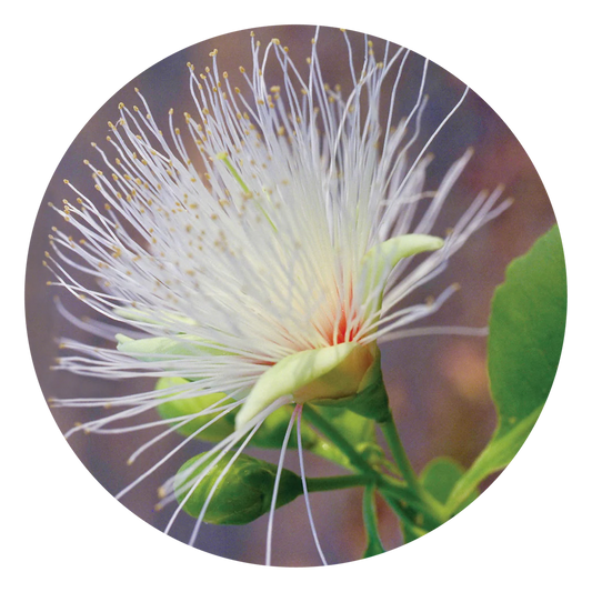 Billy Goat Plum Flower Essence