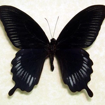 Black Butterfly Vibrational Remedy