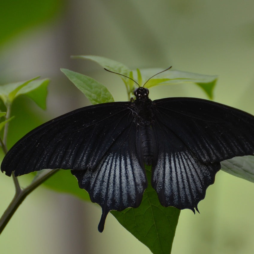 Black Butterfly Remedy