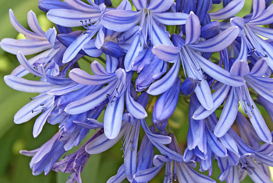 Blue Agapanthus Flower Remedy