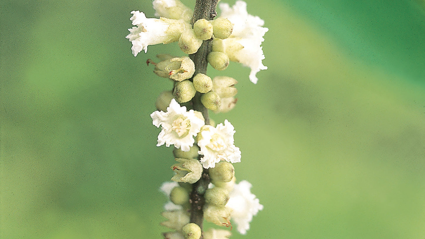 Boa Sorte (Good Luck) Flower Remedy
