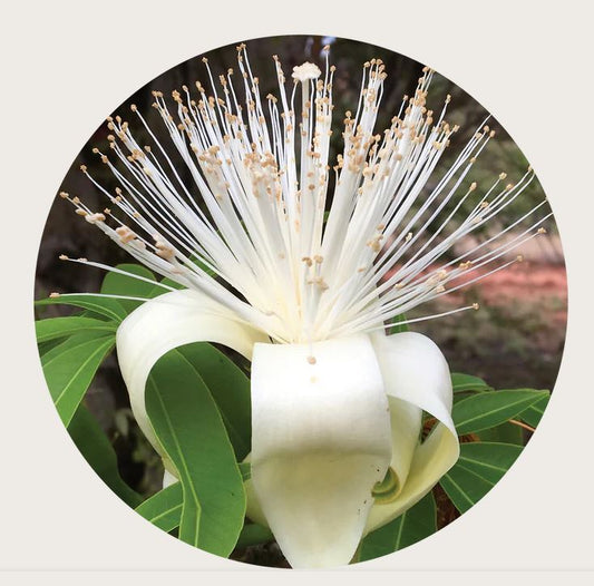 Boab Flower Remedy