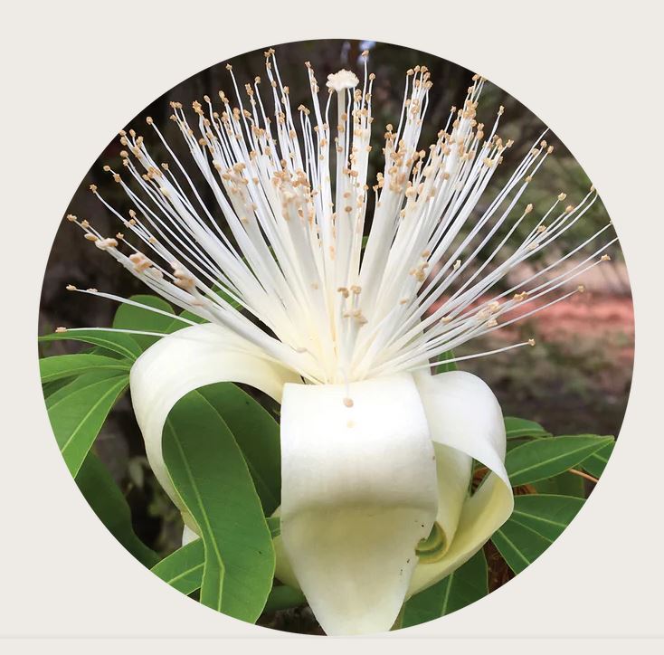 Boab Flower Remedy