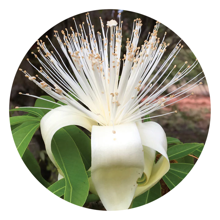Boab - Flower Essence