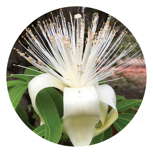 Boab - Flower Essence