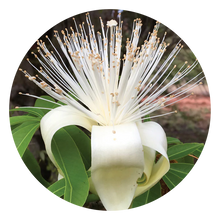 Load image into Gallery viewer, Boab - Flower Essence
