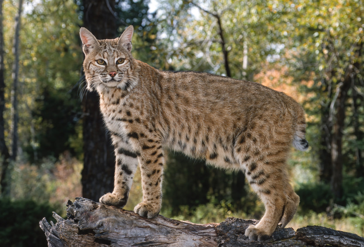 Bobcat Essence Vibrational Remedy
