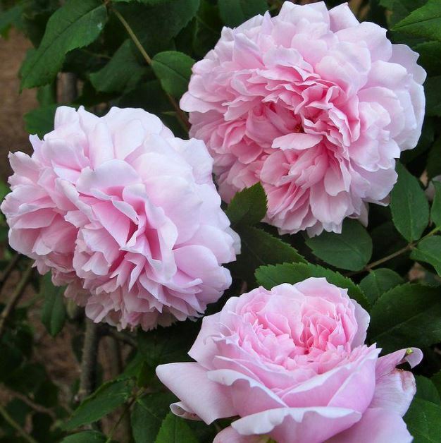 Marquise Boccela Antique Rose Remedy