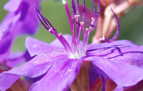 Bom Dia -Good Morning Flower Remedy from Brazil