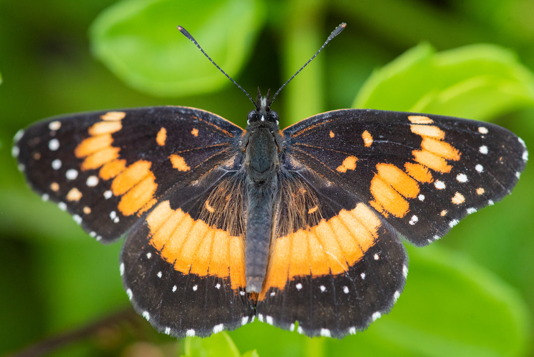 Bordered Patch Butterfly Remedy