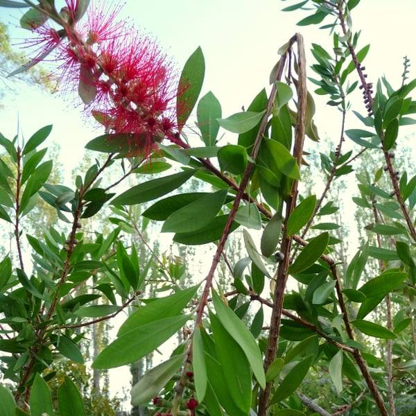 Bottlebrush After the Storm Essence