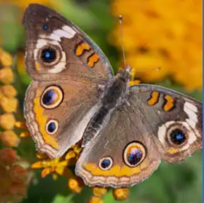 Buckeye Butterfly Remedy