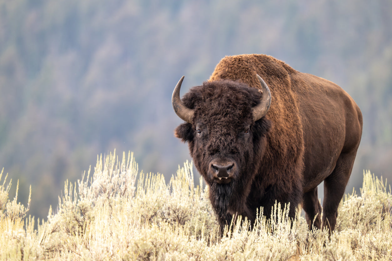 Buffalo Essence Vibrational Remedy